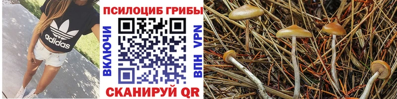Купить где  Енисейск  Псилоцибиновые грибы прущие грибы 